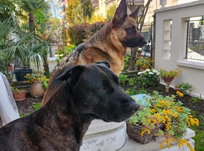 Mavipagi Lägenhet *