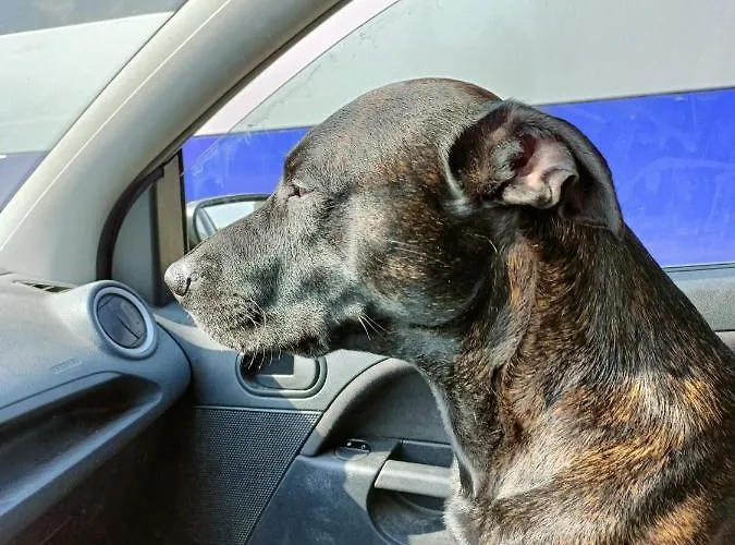 Mavipagi Appartement